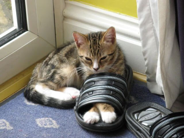 麦基翁蝉联仰泳三项冠军，麦基翁拿了几块金牌